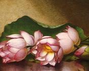 Egyptian Lutus Blossom - 马丁·约翰逊·赫德